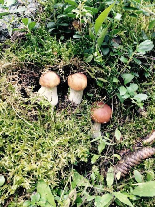 Appartamento Ampio Giardino Adiacente Piste Sci 4/6 Posti Letto La Thuile Luaran gambar